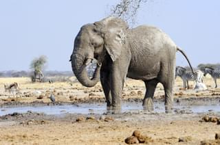 Elephant at Makgadikgadi Pans