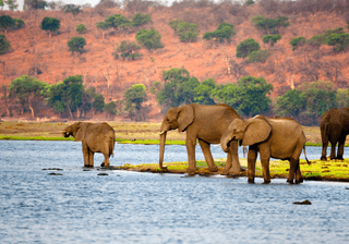 Elephants Botswana Canva Pro Elephants Botswana Canva Pro