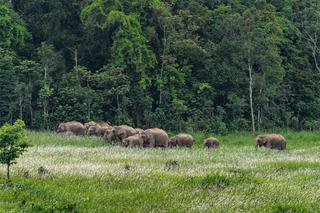 Elephants Khao Yai Thailand