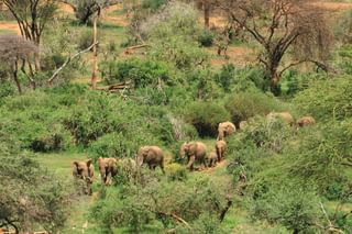 Elephants Laikipia Elephants Laikipia