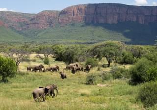 Elephants Marataba Mountain Lodge South Africa
