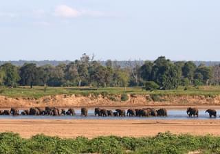 Elephants  Zimbabwe