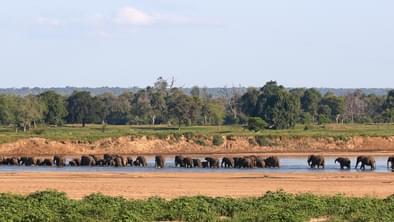 Elephants Zimbabwe