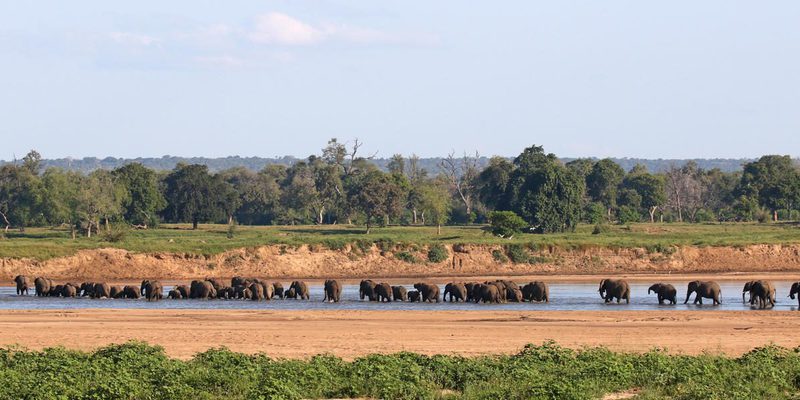 Elephants Zimbabwe Elephants Zimbabwe