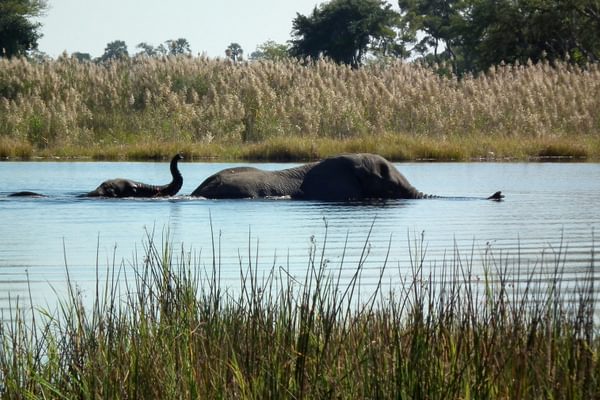 Elephants a mother with baby crossing water near to Pom Pom Camp Okavango Delta Botswana UNSPLASH Elephants a mother with baby crossing water near to Pom Pom Camp Okavango Delta Botswana UNSPLASH