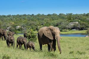 Elephants At Chitwa Chitwa