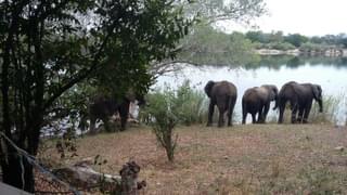 Elephants At Chundukwa During Dry Season Victoria Falls