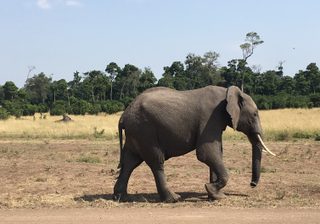Elephants At Il Moran Elephants At Il Moran