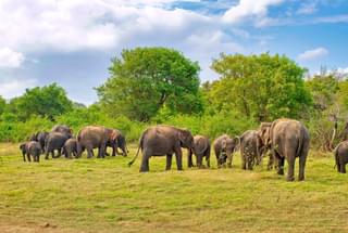 Elephants at Minneriya National Park Sri Lanka
