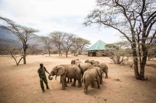 Elephants At Reteti With Keeper By Stuart Butler