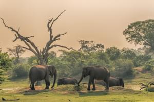 Elephants At  Yala