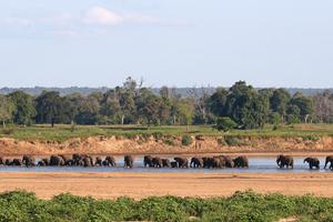 Elephants Crossing The River By Chilo Gorge Tented Camp Elephants Crossing The River By Chilo Gorge Tented Camp