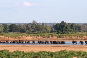 Elephants Crossing The River By Chilo Gorge Tented Camp