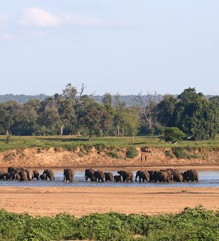 Elephants Crossing The River By Chilo Gorge Tented Camp