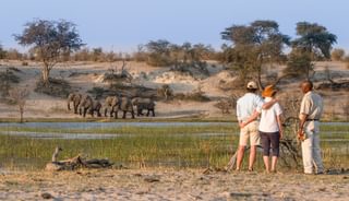 Elephants In Botswana Elephants In Botswana