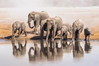 Elephants In Etosha National Park