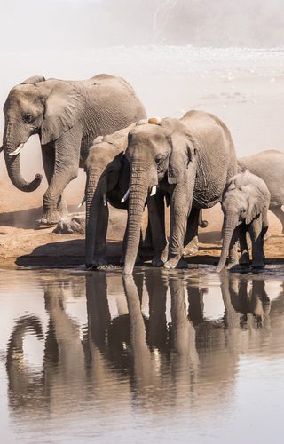 Elephants In Etosha National Park