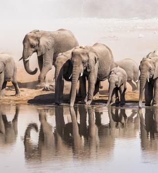 Elephants In Etosha National Park
