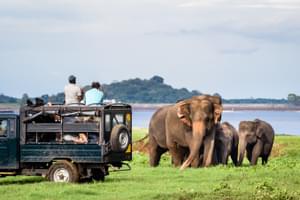 Elephants In  Minneriya  National  Park
