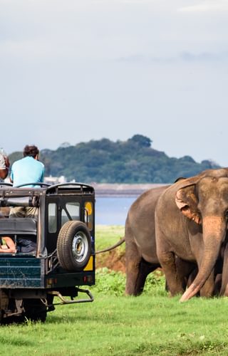 Elephants In Minneriya National Park