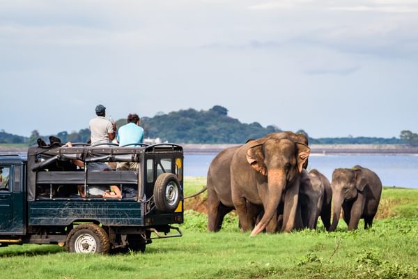 Elephants In Minneriya National Park Elephants In Minneriya National Park