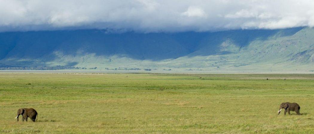 Elephants In Ngorongoro Crater
