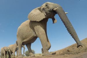 Elephants In Samburu National Reserve