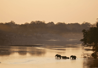 Elephants in South Luangwa National Park Zambia Canva Pro Elephants in South Luangwa National Park Zambia Canva Pro