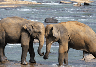 Elephants in Sri Lanka Canva Pro Elephants in Sri Lanka Canva Pro