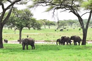 Elephants In  Tarangire  National  Park