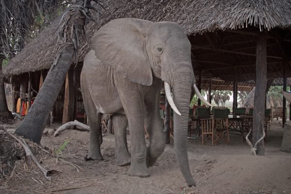 Elephants in camp Lake Manze Camp Selous Tanzania 2 Elephants in camp Lake Manze Camp Selous Tanzania 2