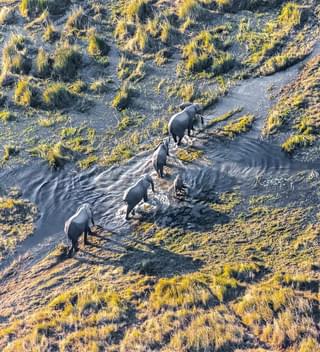 Elephants In The Okavango Delta