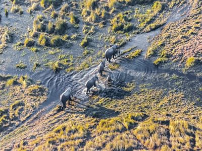 Elephants In The Okavango Delta