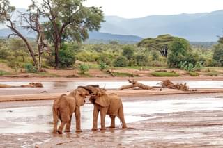 Elephants Mock Fighting In Samburu National Reserve