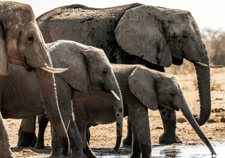 Elephants of Namibia Canva Pro Elephants of Namibia Canva Pro