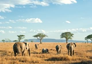 Elephants On The Serengeti Plains In Tanzania