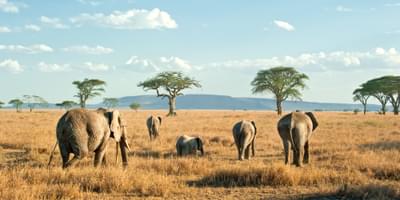 Elephants On The  Serengeti  Plains In  Tanzania