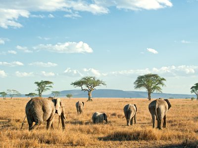 Elephants On The  Serengeti  Plains In  Tanzania Elephants On The  Serengeti  Plains In  Tanzania
