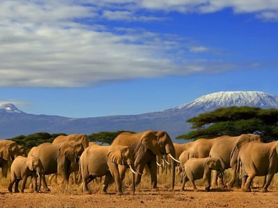 Elephants wander near Kilimanjaro Tanzania Elephants wander near Kilimanjaro Tanzania