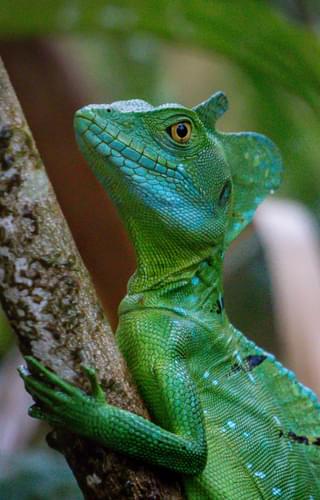 Emerald Basilisk Arenal Costa Rica min