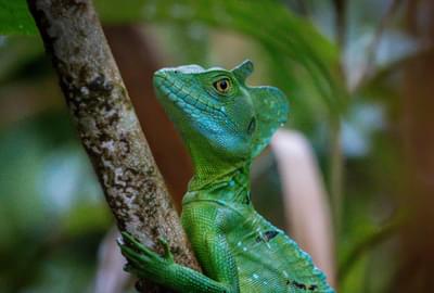 Emerald Basilisk Arenal Costa Rica min