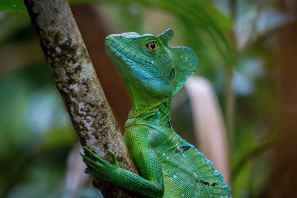 Emerald Basilisk Arenal Costa Rica min Emerald Basilisk Arenal Costa Rica min