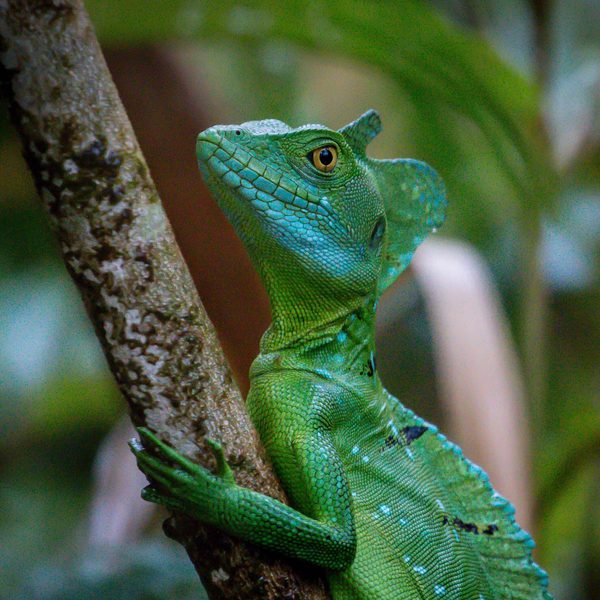 Emerald Basilisk Arenal Costa Rica min