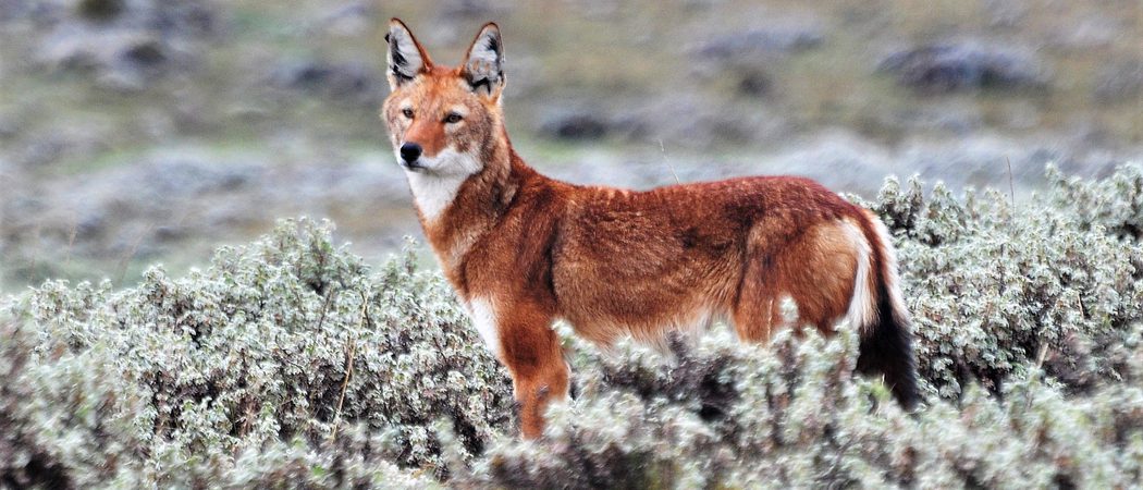 Ethiopian  Wolf  Eto