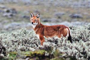 Ethiopian Wolf Eto Ethiopian Wolf Eto