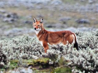 Ethiopian Wolf Eto Ethiopian Wolf Eto