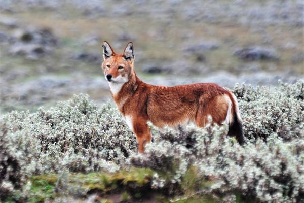 Ethiopian Wolf Eto Ethiopian Wolf Eto
