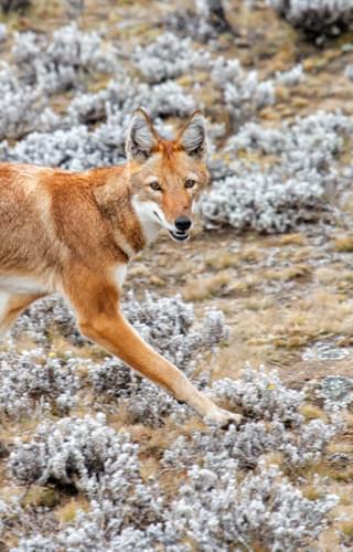 Ethiopian Wolf In Bale Mountain National Park