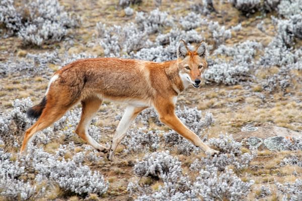 Ethiopian Wolf In Bale Mountain National Park Ethiopian Wolf In Bale Mountain National Park
