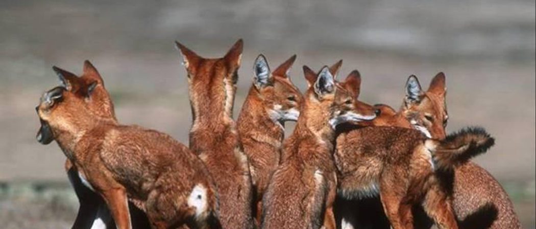 Ethiopian Wolf Pack